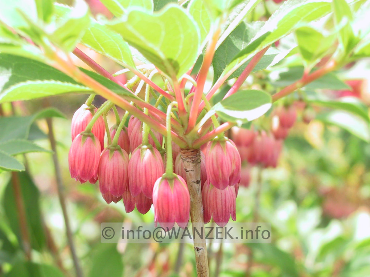 Enkianthus campanulatus Ruby Glow 02.JPG